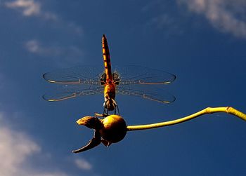 Close-up of insect against blue sky