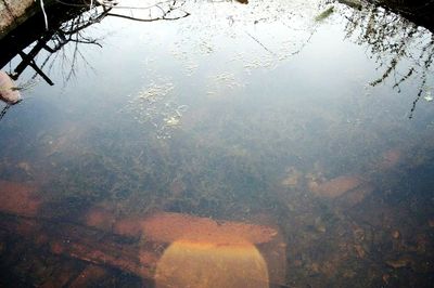 Reflection of trees in water