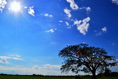 Low angle view of tree against blue sky