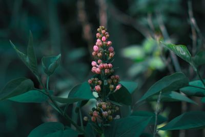 Close-up of flowering plant