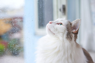 Close-up of a cat looking through window