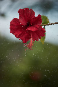 Close-up of wet red flowering plant during rainy season