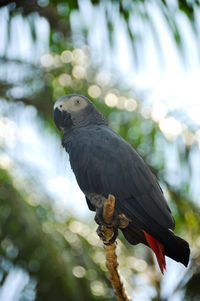 Close-up of bird perching on branch