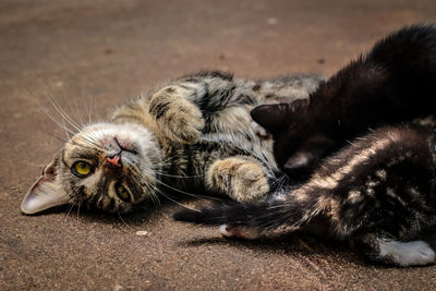 Close-up of a cat resting