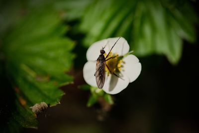 Close-up of butterfly pollinating on flower