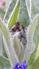 Close-up of spider on web