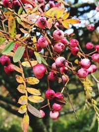 Close-up of berries growing on tree