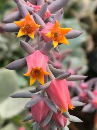 Close-up of orange flowering plant in park