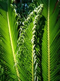 Close-up of palm tree leaves