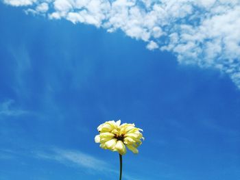 Low angle view of flowering plant against blue sky