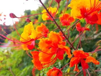 Close-up of red flowers