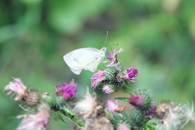 Close-up of butterfly pollinating on flower