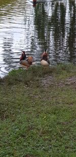 Ducks swimming in lake