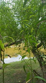 Trees in park