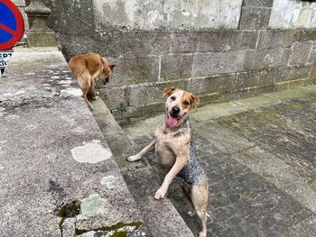 High angle view of dog on floor