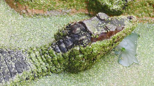 High angle view of insect on leaf