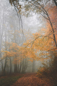 Trees and plants in forest during autumn