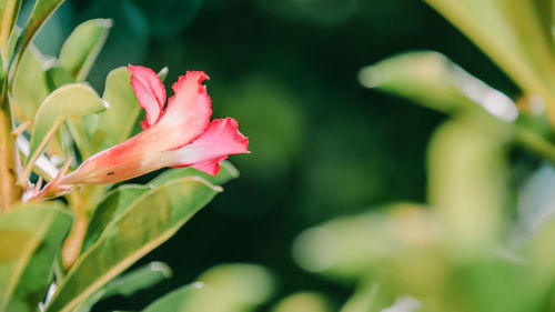 Close-up of pink rose flower