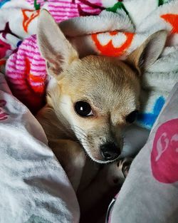 Close-up portrait of cute dog on bed at home