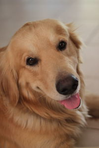 Portrait of a golden retriever, lying on the ground, sticking out his tongue  looking at the camera.