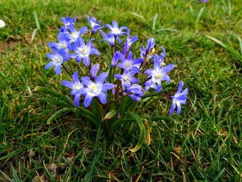 Close-up of purple crocus flowers on field