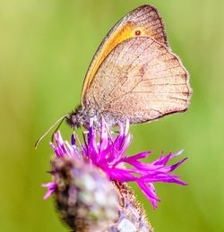 Close-up of butterfly pollinating on flower