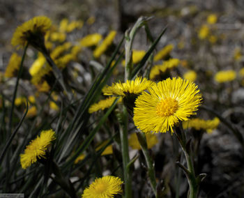 Close-up of yellow flowers blooming on field