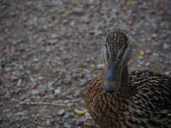 Close-up of mallard duck on field