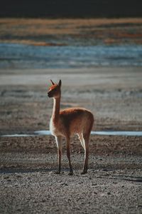 Alpaca at atacama desert