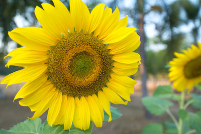 Close-up of yellow sunflower
