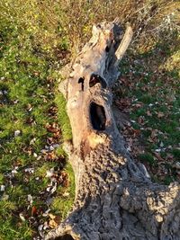 High angle view of tree trunk on field