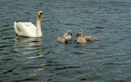 High angle view of large mute swan swans  cygnets swimming in lake with reflection