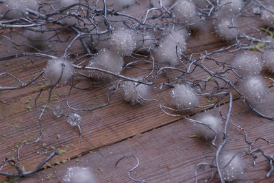 High angle view of snowflakes on branch