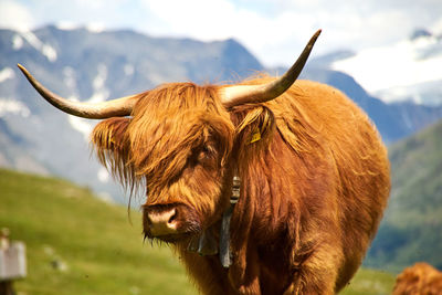 Close-up of a horse on field