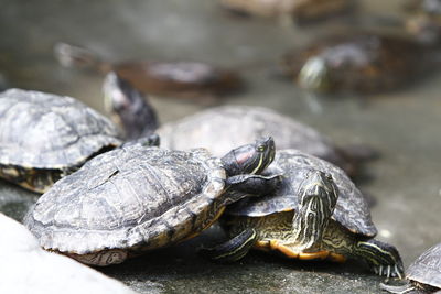 Close-up of turtle