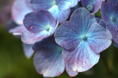 Close-up of purple hydrangea flower