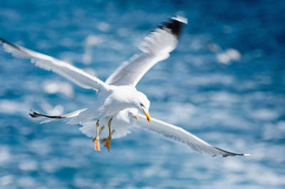 Seagull flying over sea