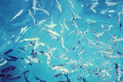 High angle view of fishes swimming in water