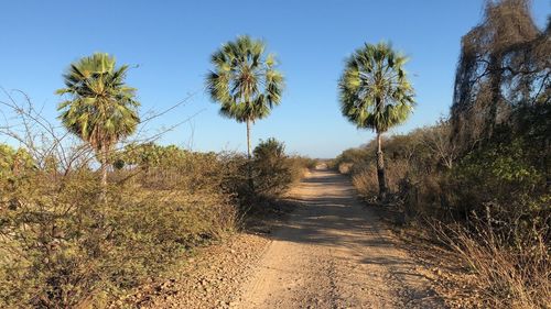 Dirt road amidst trees against clear sky