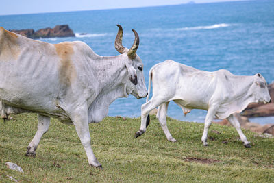 Cows on field