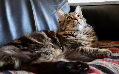 Cat relaxing on a leather seat at home