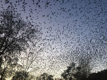 Low angle view of silhouette birds flying against clear sky