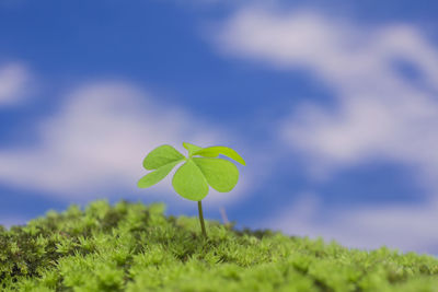 Close-up of green plant leaves on field