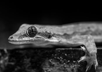 Close-up of an animal looking away