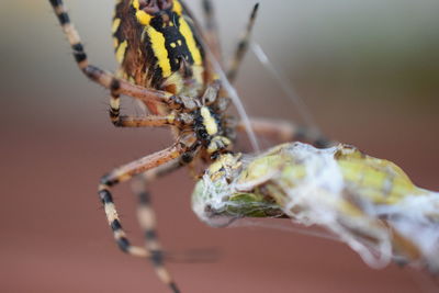 Close-up of spider