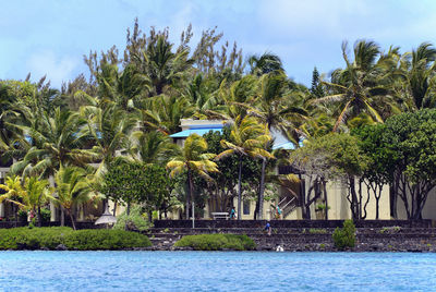 Scenic view of palm trees by plants against sky