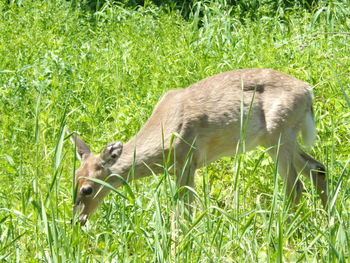 Side view of a horse grazing on field