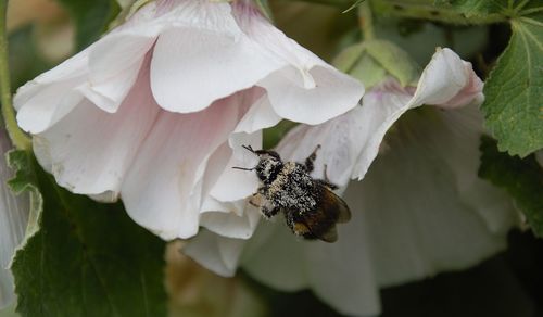 Close-up of butterfly pollinating on flower