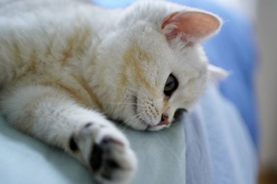 Close-up of cat laying on bed