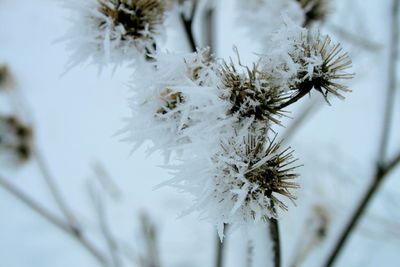 Close-up of snow on tree